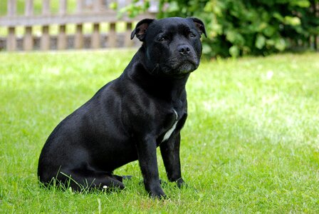 Dog staffordshire-bull-terrier model sit