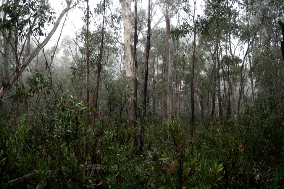 Square Rock Walking Track, Namadgi National Park 04