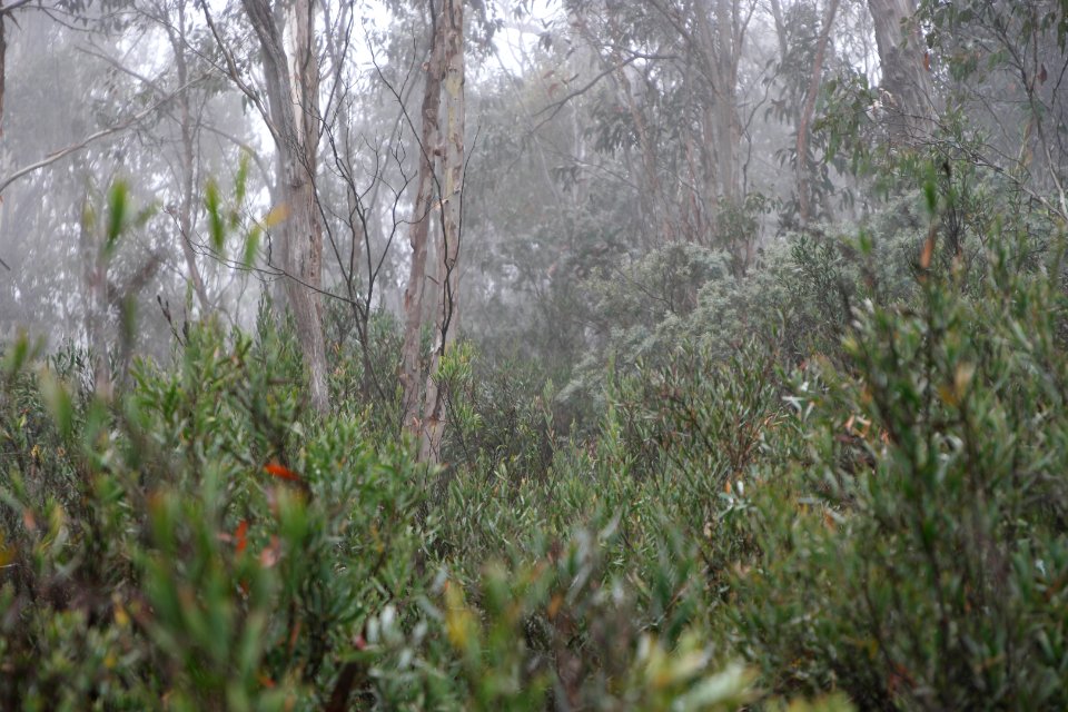 Square Rock Walking Track, Namadgi National Park 70