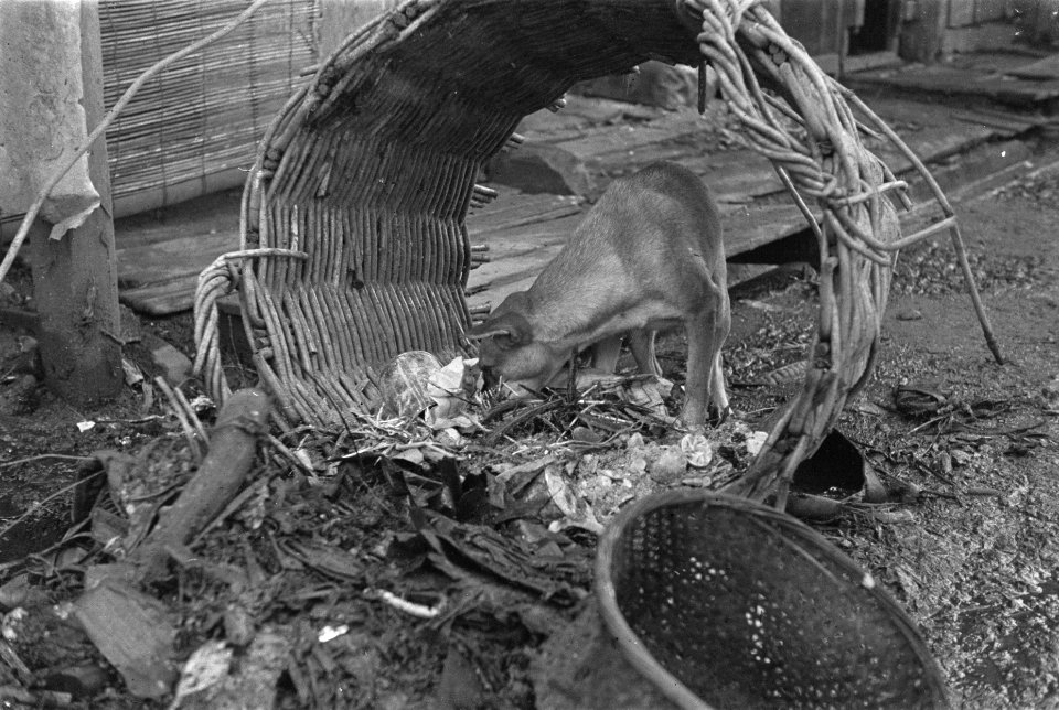 Sloppenwijk Palembang. Een hond scharrelt door afval, Bestanddeelnr 125-6-4