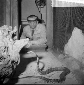 Spuwende Cobra in Artis, Bestanddeelnr 914-6374