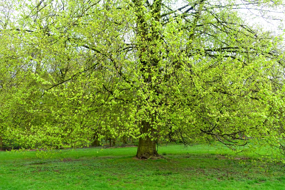 Springtime - Bois de la Cambre or Ter Kamerenbos - Brussels, Belgium - DSC06625
