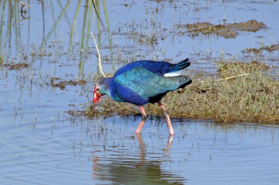 Moorhen bird wild