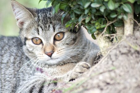 Eyes cat portrait cute