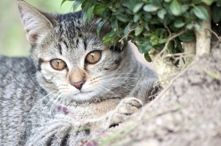 Eyes cat portrait cute photo