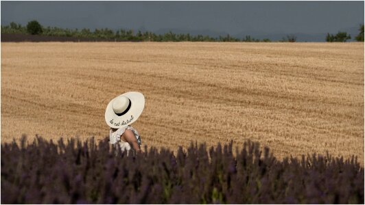Rural campaign lavender hat wheat