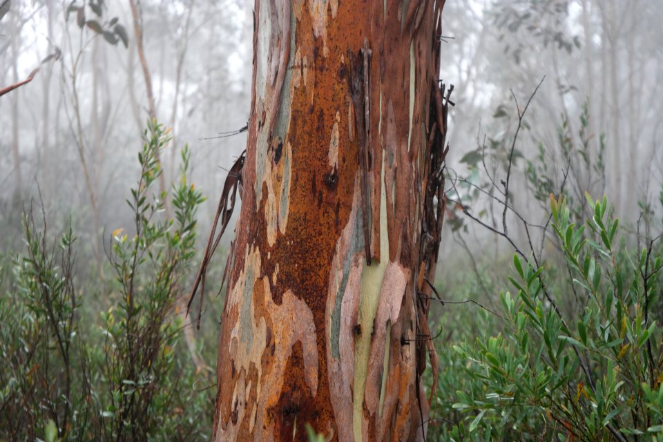 Square Rock Walking Track, Namadgi National Park 28