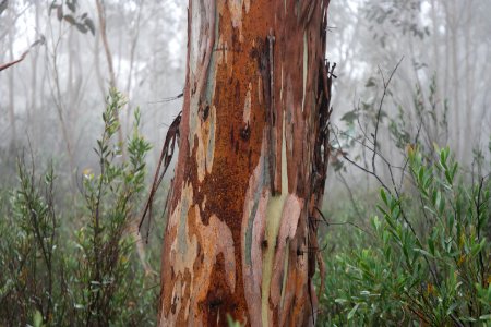 Square Rock Walking Track, Namadgi National Park 28