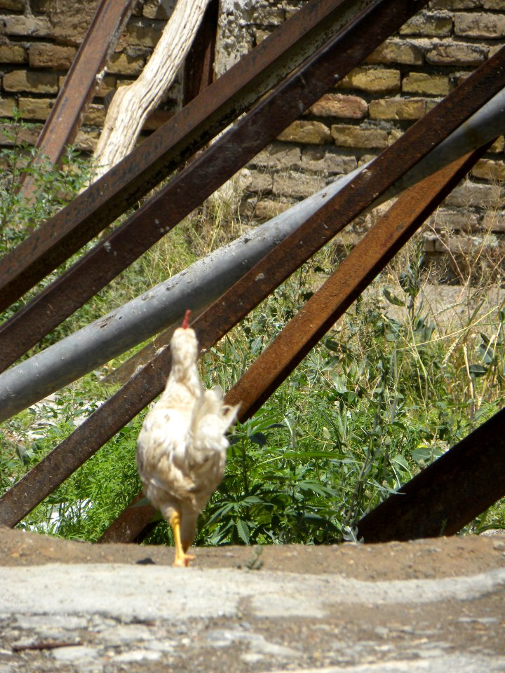 Skinny Chicken 2