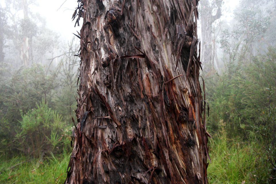 Square Rock Walking Track, Namadgi National Park 10