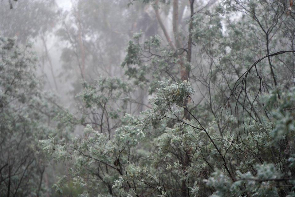 Square Rock Walking Track, Namadgi National Park 36