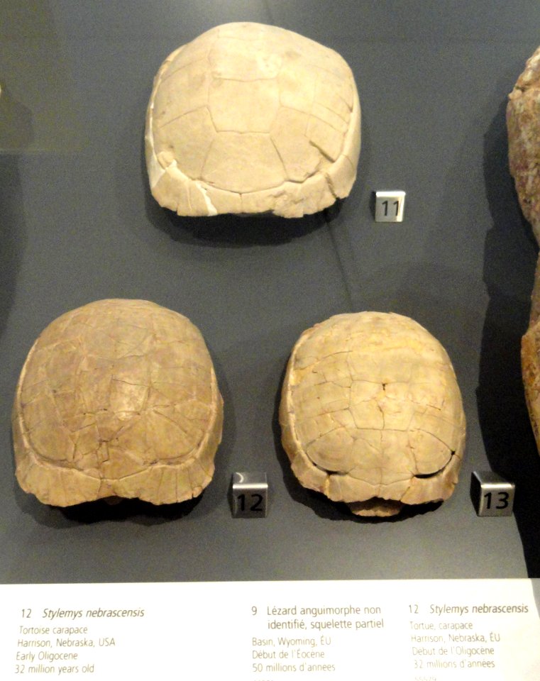 Stylemys nebrascensis, three specimens, Harrison and Hat Creek, Nebraska, USA, Early Oligocene - Royal Ontario Museum - DSC00105