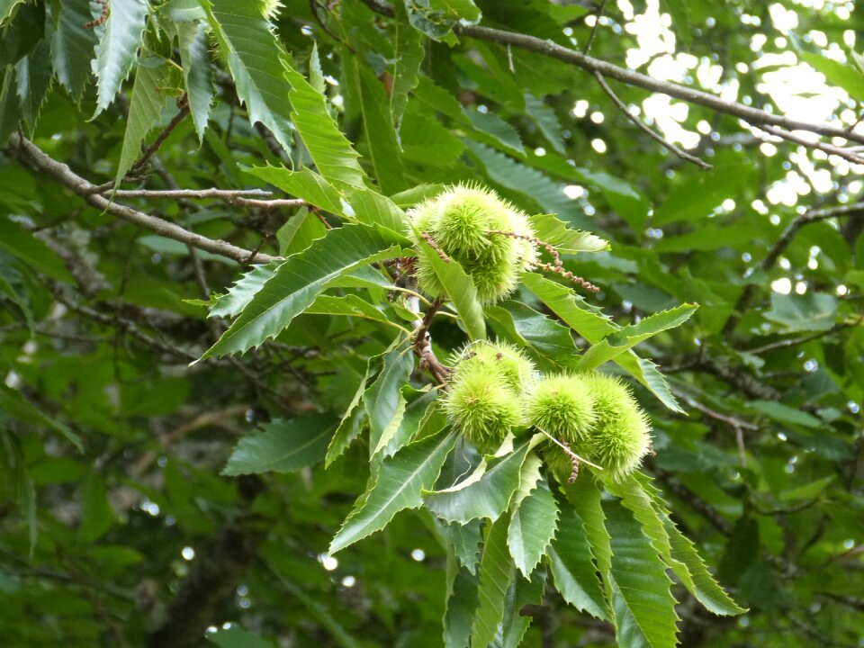 Bug chestnut nature