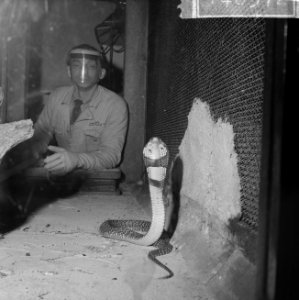 Spuwende Cobra in Artis, Bestanddeelnr 914-6372