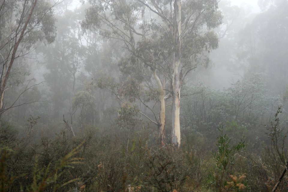 Square Rock Walking Track, Namadgi National Park 16