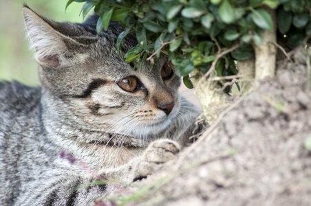 Eyes cat portrait cute photo