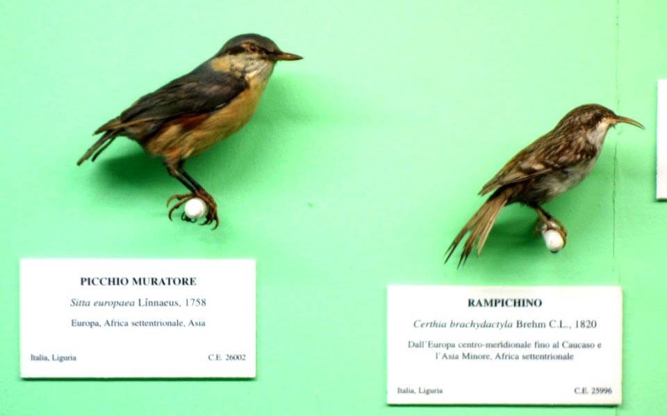 Sitta europaea and Certhia brachydactyla - Museo Civico di Storia Naturale Giacomo Doria - Genoa, Italy - DSC03084