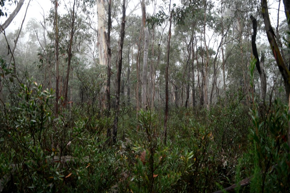 Square Rock Walking Track, Namadgi National Park 03