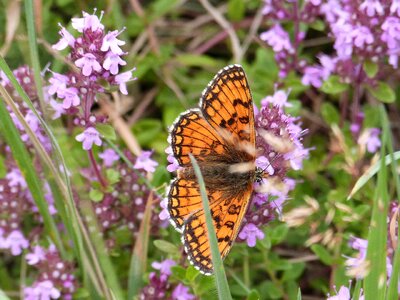 Butterfly mother-of-thyme nature