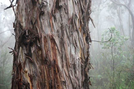 Square Rock Walking Track, Namadgi National Park 12