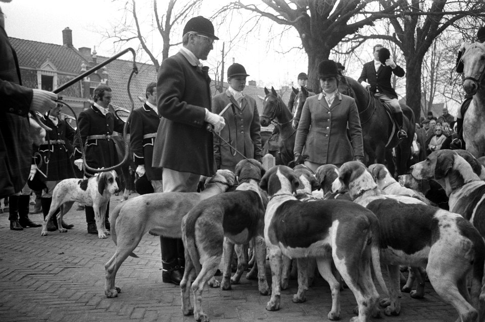 Slipjacht van St Hubertus (paardensport) in bossen Udenhout, honden voor begin , Bestanddeelnr 925-1612