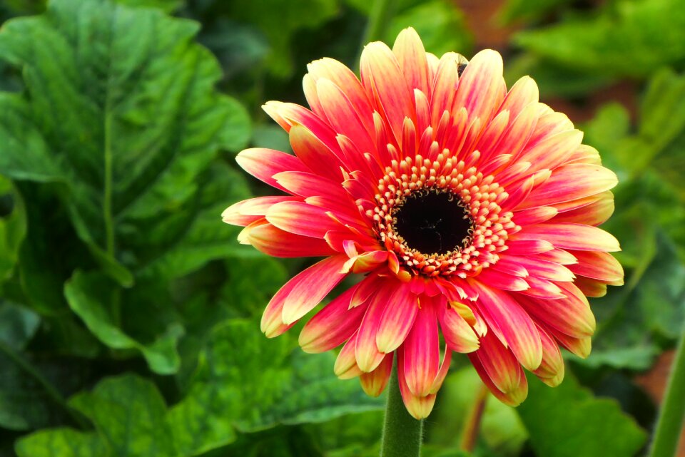 Bloom garden blossom