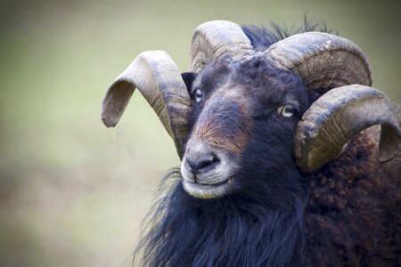 Animal animal world wild