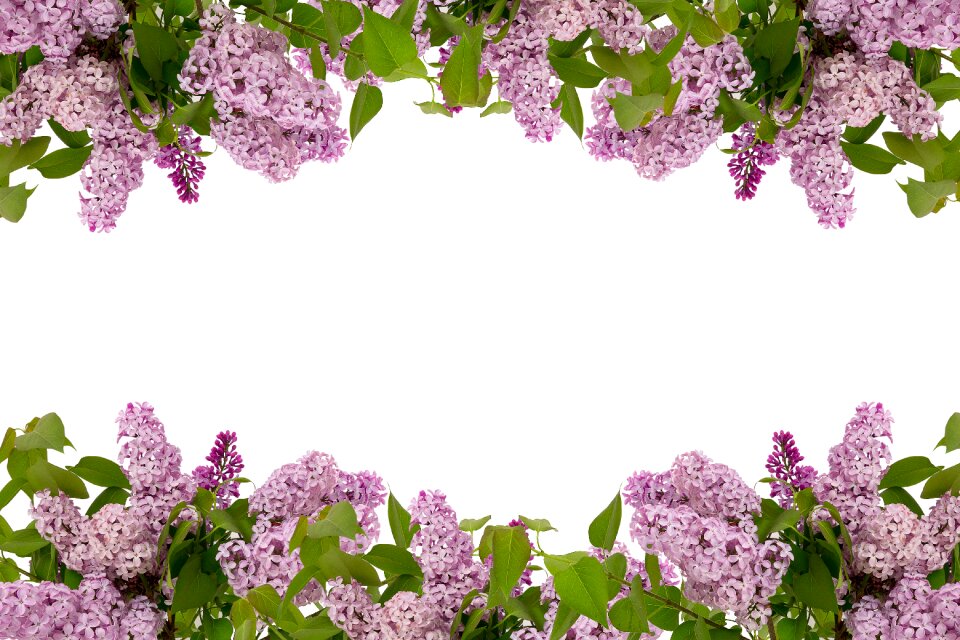 Nature floral spring