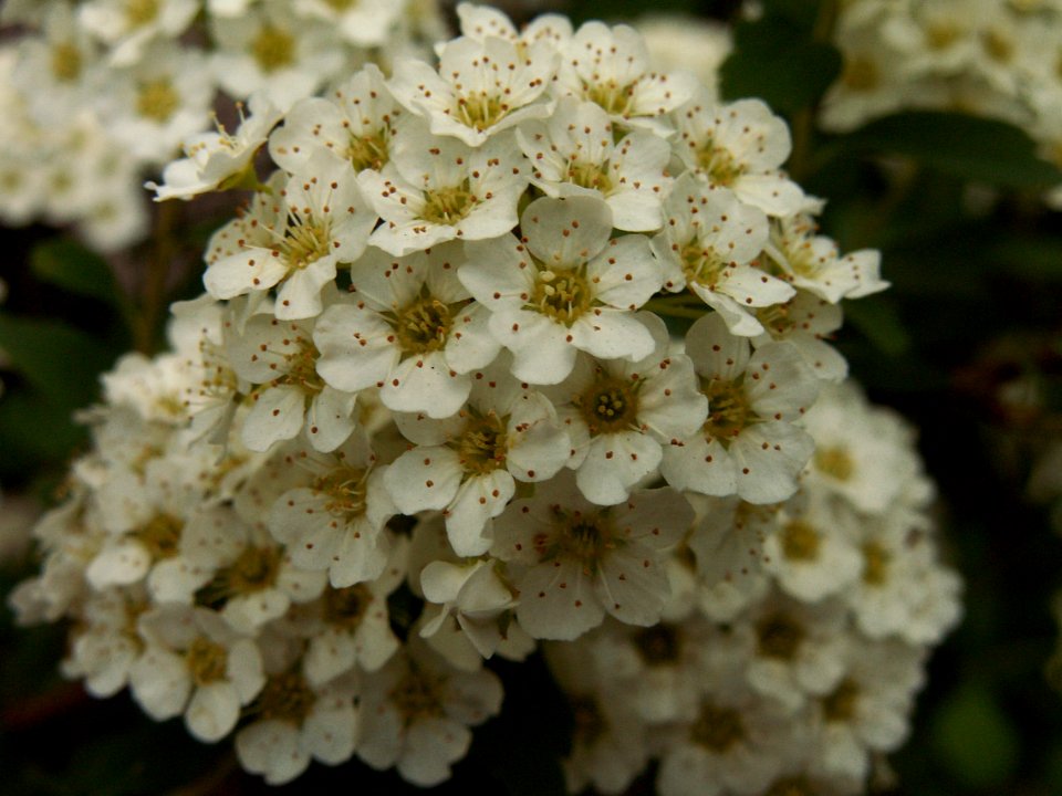 Spiraea × vanhouttei, Allegheny Cemetery, 2015-05-15, 02