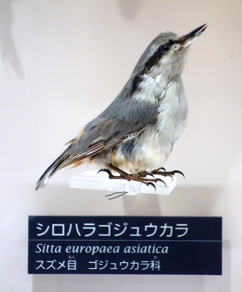 Sitta europaea asiatica - National Museum of Nature and Science, Tokyo - DSC07063