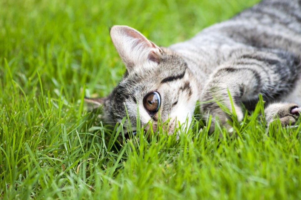 Eyes cat portrait cute