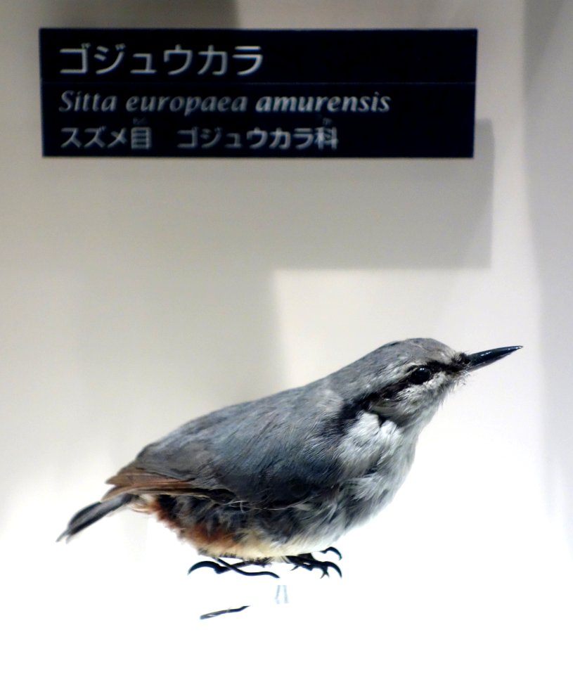 Sitta europaea amurensis - National Museum of Nature and Science, Tokyo - DSC07072