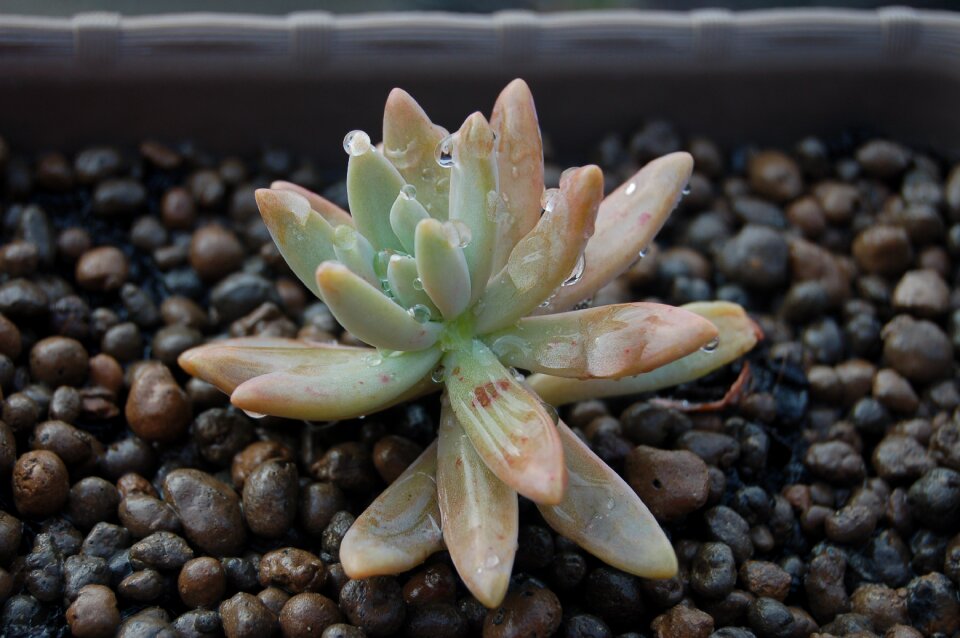 Succulent plant succulent succulent plants