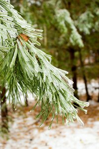 Cold tree ice