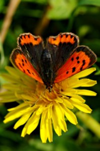 Small-Copper-20060924-002 photo