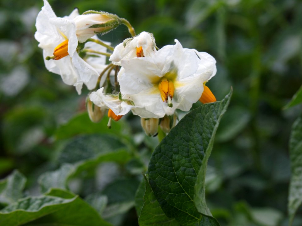 Solanum tuberosum Hansa (04)