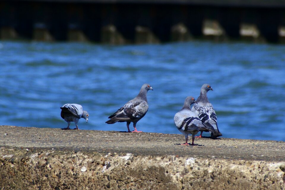 Wild birds dove back
