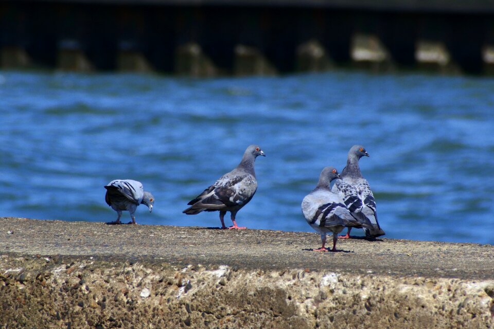 Wild birds dove back photo