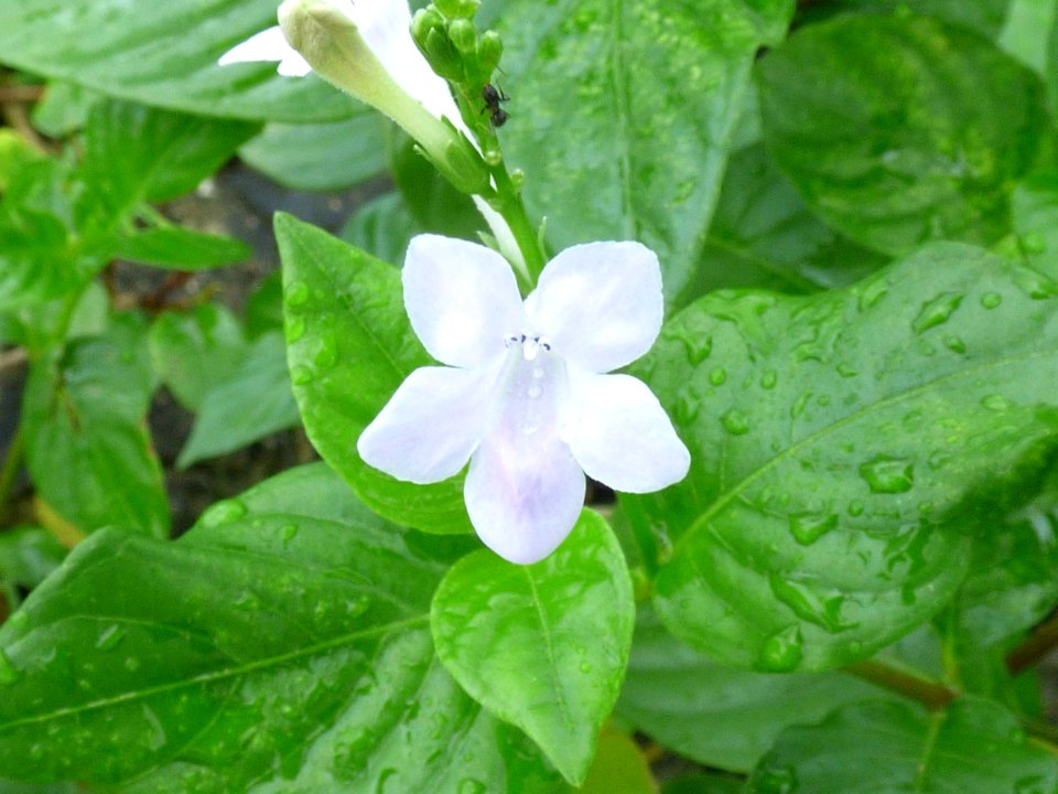 Small Chinese violet (Asystasia gangetica subsp micrantha) flower 1