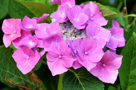 Nature garden plant