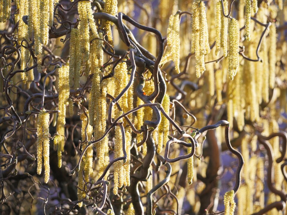 Walnut garden spring