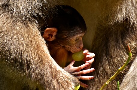 Endangered species monkey mountain salem animal