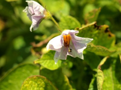 Solanum tuberosum Linzer Speise (04)