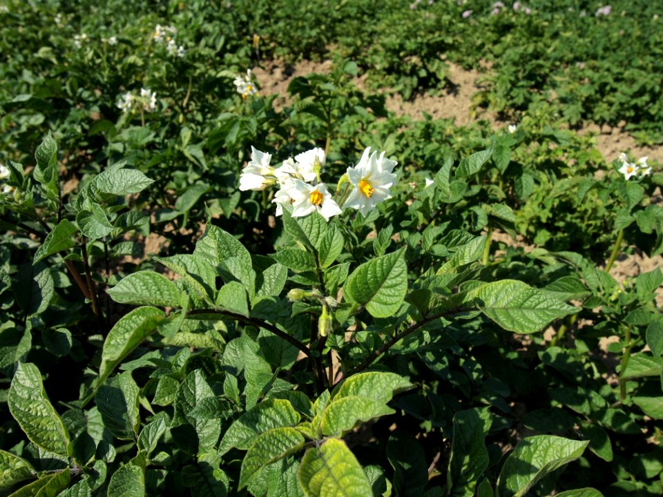 Solanum tuberosum Holtgaster Blaue (02)