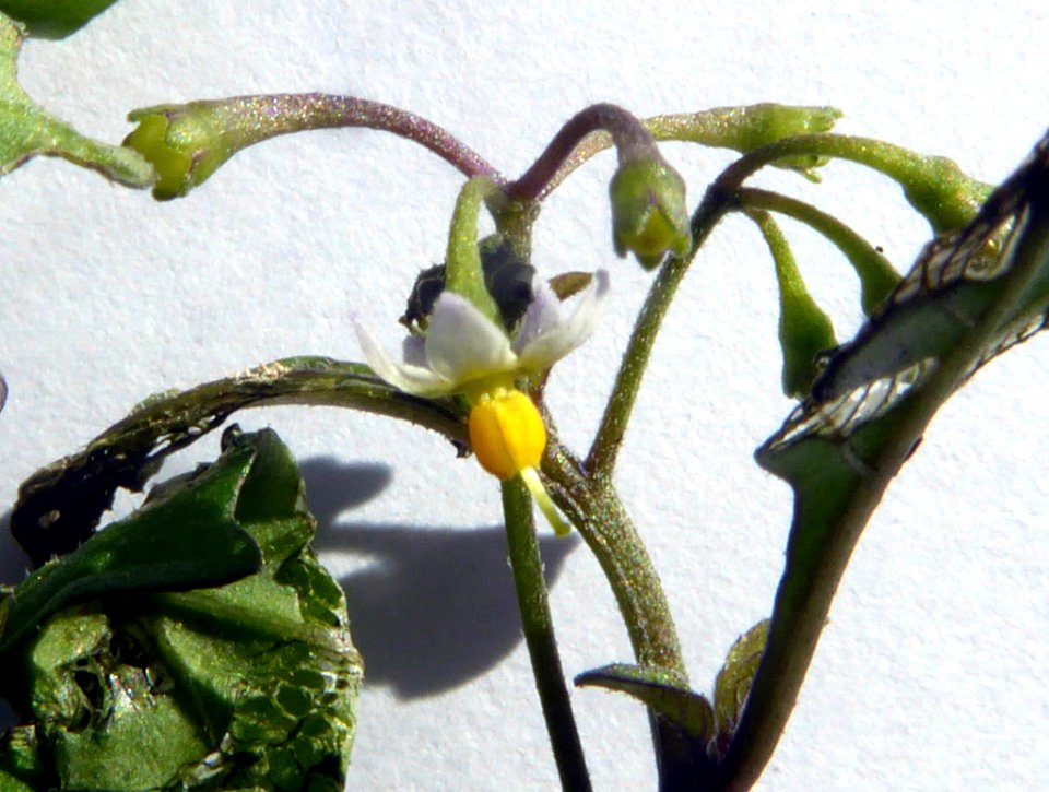 Solanum opacum4 by Peter de Lange