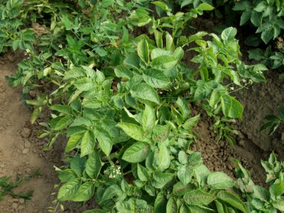 Solanum tuberosum Flava (02)