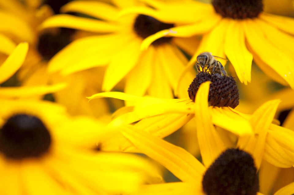 Pollen flower blossom
