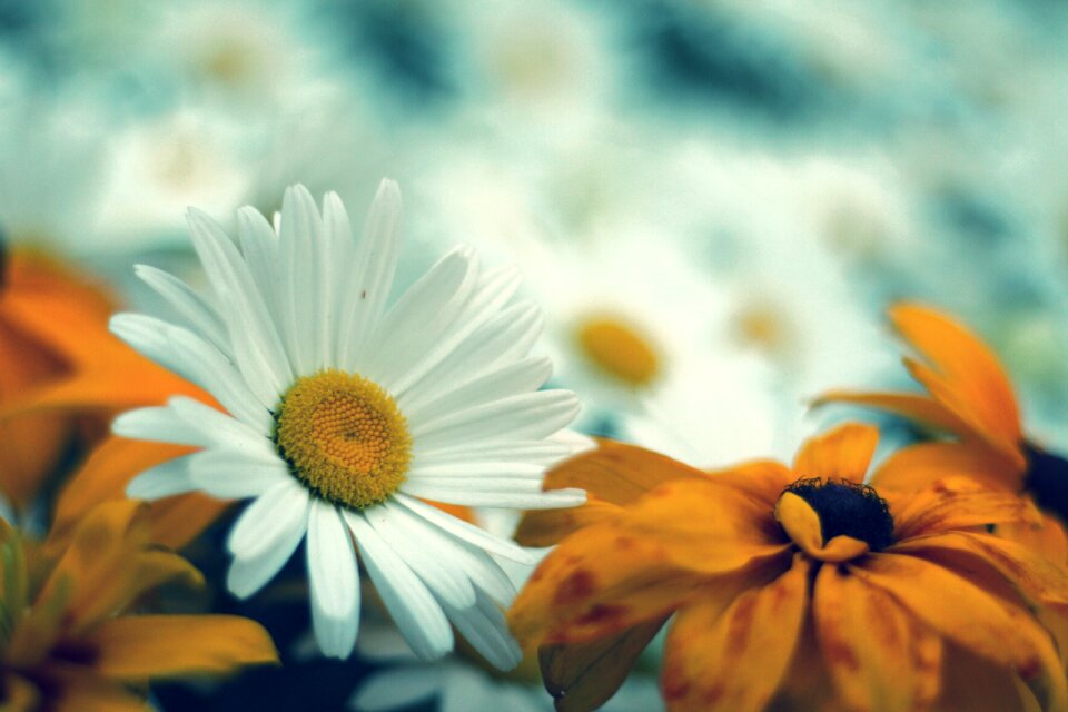 Flowers plant garden