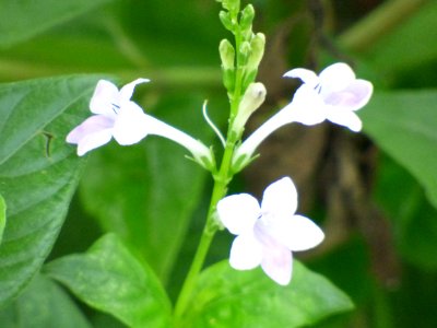 Small Chinese violet (Asystasia gangetica subsp micrantha) flowers