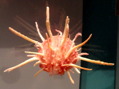 Spondylus regius - Royal Ontario Museum - DSC00205